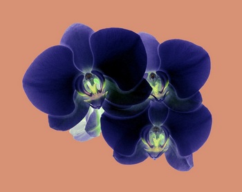 F 041B